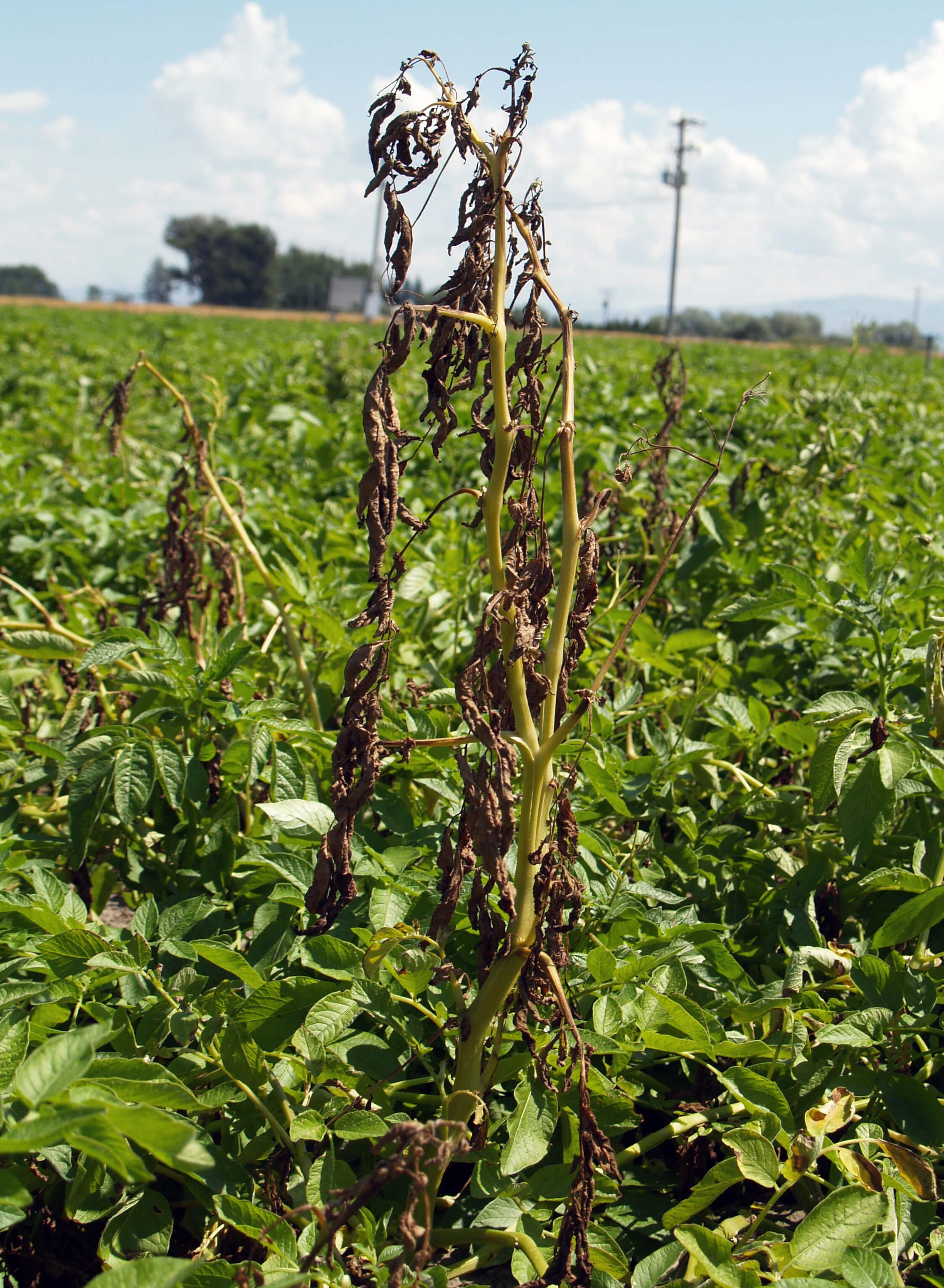 Shades of Gray Management of gray mold in potato Potato Grower Magazine